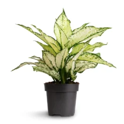 Aglaonema Kiwi - Chinese Evergreen -Outlet The Ever Sprout Store Aglaonema Kiwi Chinese Evergreen 12x30cm 2