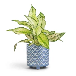 Aglaonema Kiwi - Chinese Evergreen -Outlet The Ever Sprout Store Aglaonema Kiwi Chinese Evergreen 12x30cm Bilbao Plant Pot Heritage Blue 14x14cm 8df0543d 926b 45d3 a600 a2c0065fc4cd