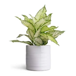 Hadleigh Plant Pot - White -Outlet The Ever Sprout Store Aglaonema Kiwi Chinese Evergreen 12x30cm Hadleigh Plant Pot White 14x13cm d7e65c5d 2647 419a ae12 c34393535fb8