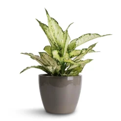 Aglaonema Kiwi - Chinese Evergreen -Outlet The Ever Sprout Store Aglaonema Kiwi Chinese Evergreen 12x30cm Sven Plant Pot Smoke 16x13cm