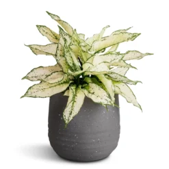 Aglaonema Kiwi - Chinese Evergreen -Outlet The Ever Sprout Store Aglaonema Kiwi Chinese Evergreen 19x45cm Aurora Terrazzo Handle Plant Pot Slate 22x21cm d3a9c376 f263 4eff 894e 57f34a7e16b3