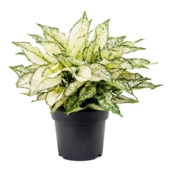 Aglaonema Kiwi - Chinese Evergreen -Outlet The Ever Sprout Store Aglaonema Kiwi Chinese Evergreen