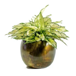 Aglaonema Kiwi - Chinese Evergreen -Outlet The Ever Sprout Store Aglaonema Kiwi Chinese Evergreen Ellen Metal Plant Pots Set of 3 Vintage Green