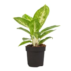 Aglaonema Lemon Mint - Chinese Evergreen -Outlet The Ever Sprout Store Aglaonema Lemon Mint 12cm