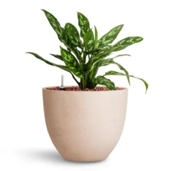 Aglaonema Maria - Chinese Evergreen - HydroCare -Outlet The Ever Sprout Store Aglaonema Maria Chinese Evergreen HydroCare Coral Refined Planter Natural White