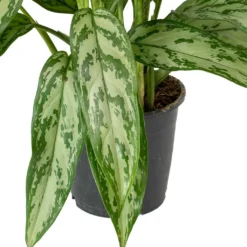 Aglaonema Silver Queen - Chinese Evergreen -Outlet The Ever Sprout Store Aglaonema Maria Christina Chinese Evergreen Leaves c04985fe 7cb4 4cfa 9b01 6687d27c6cd6