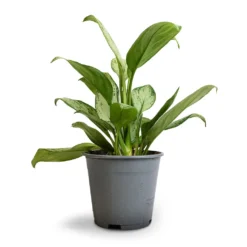 Aglaonema Silver Bay - Chinese Evergreen -Outlet The Ever Sprout Store Aglaonema Silver Bay Chinese Evergreen 14x45cm