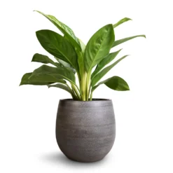 Aglaonema Silver Bay - Chinese Evergreen -Outlet The Ever Sprout Store Aglaonema Silver Bay Chinese Evergreen 14x45cm Esra Plant Pot Mystic Grey 22x20cm
