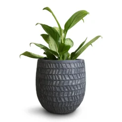 Aglaonema Silver Bay - Chinese Evergreen -Outlet The Ever Sprout Store Aglaonema Silver Bay Chinese Evergreen 14x45cm Kinza Planter Anthracite 20x20cm