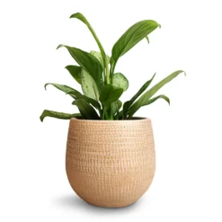 Aglaonema Silver Bay - Chinese Evergreen -Outlet The Ever Sprout Store Aglaonema Silver Bay Chinese Evergreen 14x45cm Ryan Plant Pot Sand Gold 18x16cm