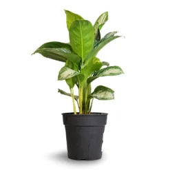 Aglaonema Silver Bay - Chinese Evergreen -Outlet The Ever Sprout Store Aglaonema Silver Bay Chinese Evergreen 24x65cm 1