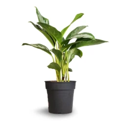 Aglaonema Silver Bay - Chinese Evergreen -Outlet The Ever Sprout Store Aglaonema Silver Bay Chinese Evergreen 24x65cm 2