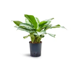 Aglaonema Silver Bay - Chinese Evergreen - HydroCare -Outlet The Ever Sprout Store Aglaonema Silver Bay Chinese Evergreen Hydroculture 18 19x45cm