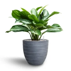 Aglaonema Silver Bay - Chinese Evergreen - HydroCare -Outlet The Ever Sprout Store Aglaonema Silver Bay Chinese Evergreen Hydroculture Angle Couple Plant Pot Grey