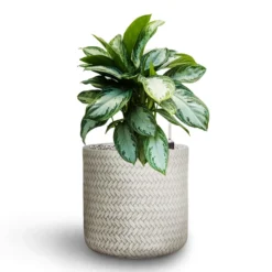 Aglaonema Silver Bay - Chinese Evergreen - HydroCare -Outlet The Ever Sprout Store Aglaonema Silver Bay Chinese Evergreen Hydroculture Angle Cylinder Plant Pot White