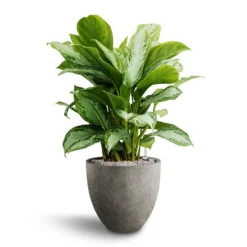 Aglaonema Silver Bay - Chinese Evergreen - HydroCare -Outlet The Ever Sprout Store Aglaonema Silver Bay Chinese Evergreen Hydroculture Grigio Egg Pot Planter Natural Concrete