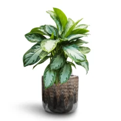 Aglaonema Silver Bay - Chinese Evergreen - HydroCare -Outlet The Ever Sprout Store Aglaonema Silver Bay Chinese Evergreen Hydroculture Luxe Lite Comet Cylinder Planter Bronze 352ac862 fa47 4147 9c8a 3da69a793062