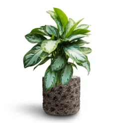 Aglaonema Silver Bay - Chinese Evergreen - HydroCare -Outlet The Ever Sprout Store Aglaonema Silver Bay Chinese Evergreen Hydroculture Luxe Lite Moon Cylinder Planter Bronze