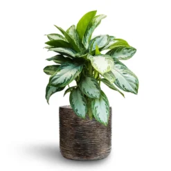 Aglaonema Silver Bay - Chinese Evergreen - HydroCare -Outlet The Ever Sprout Store Aglaonema Silver Bay Chinese Evergreen Hydroculture Luxe Lite Wrinkle Cylinder Planter Bronze b691243b a3ed 49a3 95a3 1aa465901896