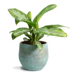 Aglaonema Silver Bay - Chinese Evergreen -Outlet The Ever Sprout Store Aglaonema Silver Bay Chinese Evergreen Ryan Plant Pot Blue Gold