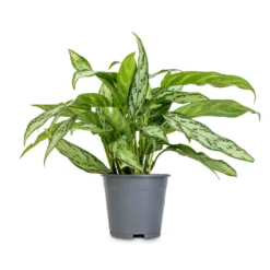 Aglaonema Silver Queen - Chinese Evergreen -Outlet The Ever Sprout Store Aglaonema Silver Queen Chinese Evergreen 14x40cm 2