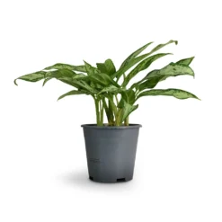 Aglaonema Silver Queen - Chinese Evergreen -Outlet The Ever Sprout Store Aglaonema Silver Queen Chinese Evergreen 14x40cm