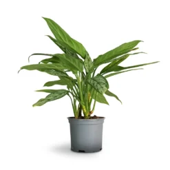 Aglaonema Silver Queen - Chinese Evergreen -Outlet The Ever Sprout Store Aglaonema Silver Queen Chinese Evergreen 17x60cm 1