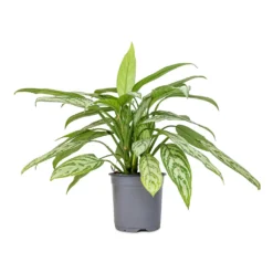 Aglaonema Silver Queen - Chinese Evergreen -Outlet The Ever Sprout Store Aglaonema Silver Queen Chinese Evergreen 17x60cm 2