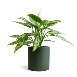 Aglaonema Silver Queen - Chinese Evergreen -Outlet The Ever Sprout Store Aglaonema Silver Queen Chinese Evergreen 17x60cm Puk Refined Planter Pine Green 20x20cm
