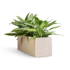 Aglaonema Silver Queen - Chinese Evergreen -Outlet The Ever Sprout Store Aglaonema Silver Queen Chinese Evergreen 17x60cm Raindrop Trough Planter Stone 70x23x23cm