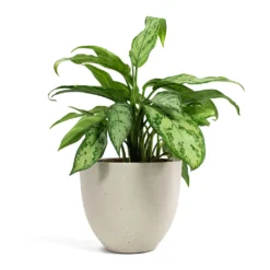 Aglaonema Silver Queen - Chinese Evergreen -Outlet The Ever Sprout Store Aglaonema Silver Queen Chinese Evergreen Coral Refined Planter Natural White a6ce56f0 a0ee 4e36 9c90 e677039b32e9