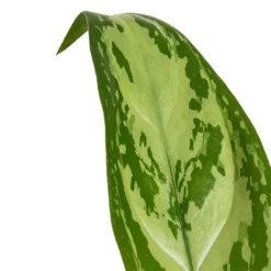 Outlet The Ever Sprout Store -Outlet The Ever Sprout Store Aglaonema Silver Queen Chinese Evergreen DETAIL 2