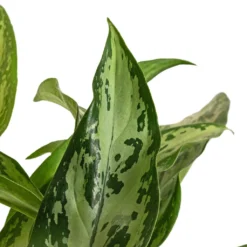 Aglaonema Silver Queen - Chinese Evergreen -Outlet The Ever Sprout Store Aglaonema Silver Queen Chinese Evergreen DETAIL