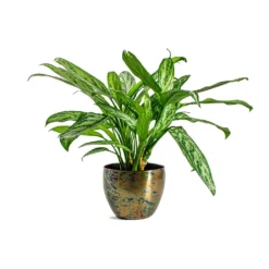 Aglaonema Silver Queen - Chinese Evergreen -Outlet The Ever Sprout Store Aglaonema Silver Queen Chinese Evergreen Kian Metal Plant Pots Set of 3 Sky Burn