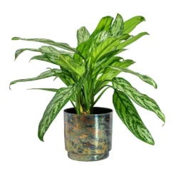 Aglaonema Silver Queen - Chinese Evergreen -Outlet The Ever Sprout Store Aglaonema Silver Queen Chinese Evergreen Minou Metal Plant Pots Set of 3 Copper Black 2270f6d5 85b6 47c5 aa39 f3c9be0ac8a5
