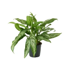 Aglaonema Silver Queen - Chinese Evergreen -Outlet The Ever Sprout Store Aglaonema Silver Queen Chinese Evergreen Small