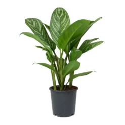 Aglaonema Stripes - Chinese Evergreen -Outlet The Ever Sprout Store Aglaonema Stripes Chinese Evergreen 1