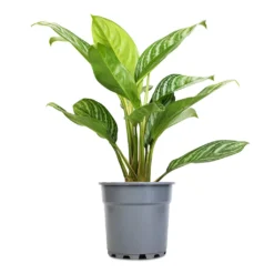 Aglaonema Stripes - Chinese Evergreen -Outlet The Ever Sprout Store Aglaonema Stripes Chinese Evergreen 17x55cm