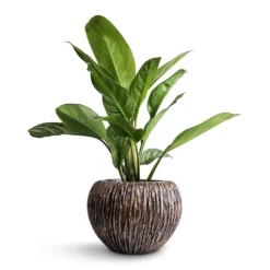 Aglaonema Stripes - Chinese Evergreen -Outlet The Ever Sprout Store Aglaonema Stripes Chinese Evergreen 17x55cm Luxe Lite Waterfall Globe Planter Bronze 28x20cm 68daeea9 fd5d 4454 a074 917f01c32d8d