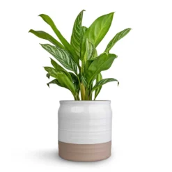Puro Ripple Plant Pot - White -Outlet The Ever Sprout Store Aglaonema Stripes Chinese Evergreen 17x55cm Puro Ripple Plant Pot White 21x19cm