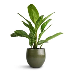Aglaonema Stripes - Chinese Evergreen -Outlet The Ever Sprout Store Aglaonema Stripes Chinese Evergreen 17x55cm Zembla Plant Pot Green 22x20cm