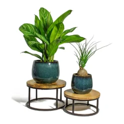 Beaucarnea - Pony Tail Palm - Orb 19 Beaucarnea - Pony Tail Palm - Orb -Outlet The Ever Sprout Store Aglaonema Stripes Chinese Evergreen Beaucarnea Pony Tail Palm Orb odile petrol plant pot lois stand 92954cdc 0cbb 4fd7 a541 418c714eaf25
