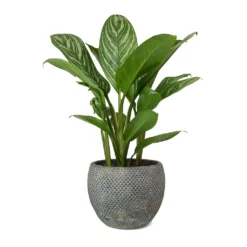 Aglaonema Stripes - Chinese Evergreen -Outlet The Ever Sprout Store Aglaonema Stripes Chinese Evergreen Fay Plant Pot