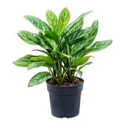 Aglaonema Stripes - Chinese Evergreen -Outlet The Ever Sprout Store Aglaonema Stripes Chinese Evergreen Large