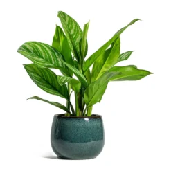 Aglaonema Stripes - Chinese Evergreen -Outlet The Ever Sprout Store Aglaonema Stripes Chinese Evergreen Odile Plant Pot Moss 907b4141 7b84 4a55 a403 a55a1c6f280d