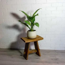 Aglaonema Stripes - Chinese Evergreen -Outlet The Ever Sprout Store Aglaonema Stripes Chinese Evergreen iris sand plant pot natural 32b7ed61 17a3 4152 901e 2d3b661bf464