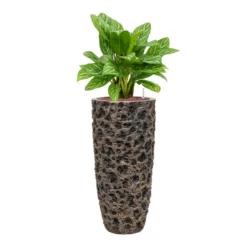 Luxe Lite Moon Partner Planter - Bronze 17 Luxe Lite Moon Partner Planter - Bronze -Outlet The Ever Sprout Store Aglaonema Stripes ChineseEvergreen Hydrocare Luxe Lite Moon Partner Planter Bronze cd3df0e9 7659 4095 b089 1d04e64150dc