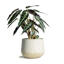 Alocasia Bambino Arrow - Jewel Alocasia -Outlet The Ever Sprout Store Alocasia Bambino Arrow Jewel Alocasia 14x35cm Iris Plant Pot Sand 18x15cm