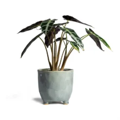 Alocasia Bambino Arrow - Jewel Alocasia -Outlet The Ever Sprout Store Alocasia Bambino Arrow Jewel Alocasia 14x35cm Kaat Plant Pot Blue Grey 16x16cm