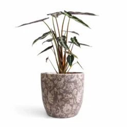 Alocasia Bambino Arrow - Jewel Alocasia -Outlet The Ever Sprout Store Alocasia Bambino Arrow Jewel Alocasia 14x35cm Monza Plant Pot Vintage Grey 17x17cm 47056870 093b 4b2b bd09 9244d03a694f